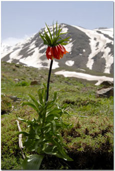 A flower in Kurdistan